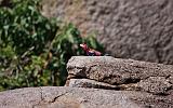 TANZANIA - Serengeti National Park - Red headed Agama - 1